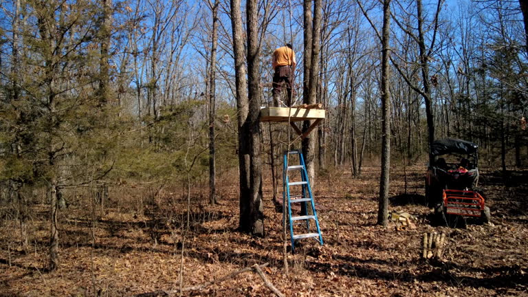 Mature Adult Male Building Deer Hunting and Wildlife Watching Stand in Midwest USA Missouri Woods Video Series