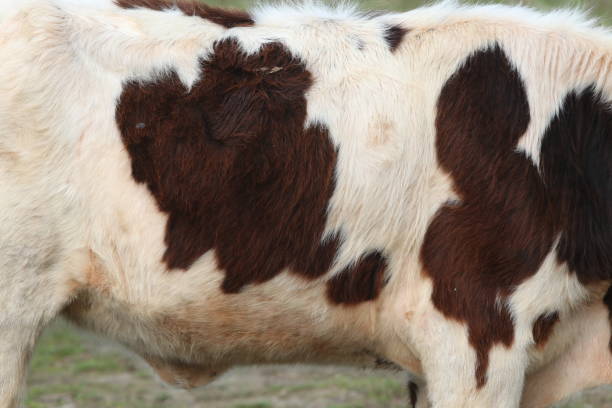 Bulls and cows raised for slaughter on Eid al-Adha