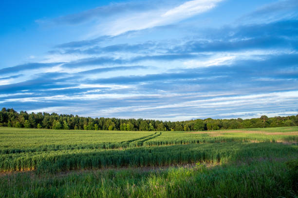 Stunning summer landscape featuring vibrant canola, wheat, and rye fields, framed by dense forest and sky with clouds. Sweden.