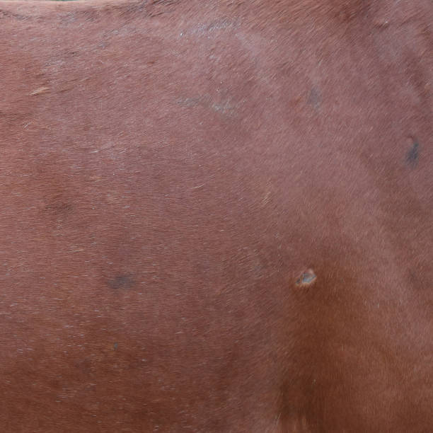 istock The brown horse skin texture 2158448840