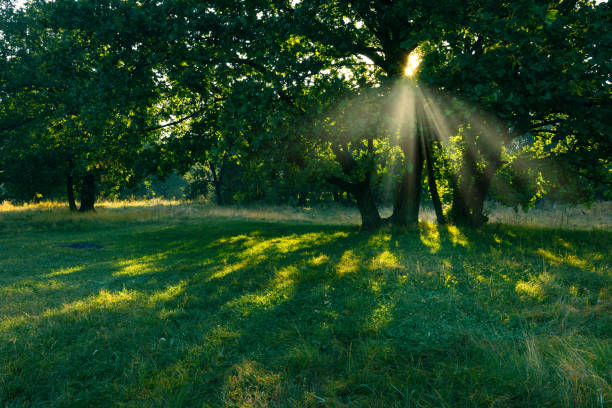istock Summer green forest glade in the sunlight rays through the morning mist. 2158448953