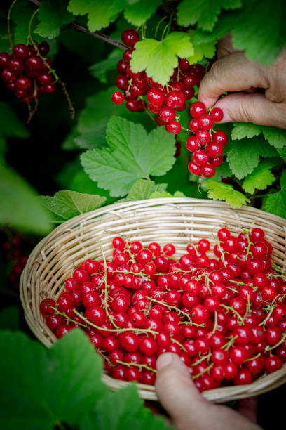 istock Women's hands picking ripe red currants. Holding a wicker bowl, full of berries. Red currant- branches of fresh berries in the garden. Harvesting concept. 2158449103
