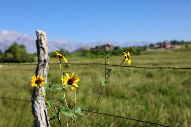 Lone Pine