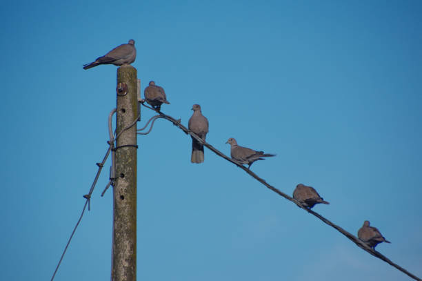 6 turtle doves standing on a telephone wire against the blue sky