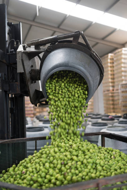 istock forklift depositing olives from barrel to cage 2158450223