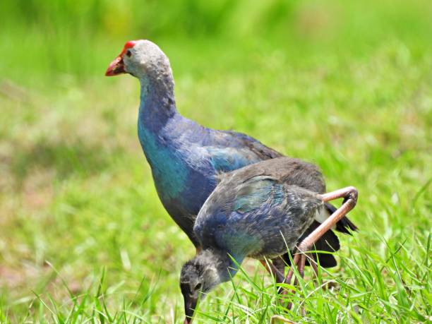 istock Grey-headed Swamphen (Porphyrio poliocephalus) - with juvenile foraging in the grass 2158450600