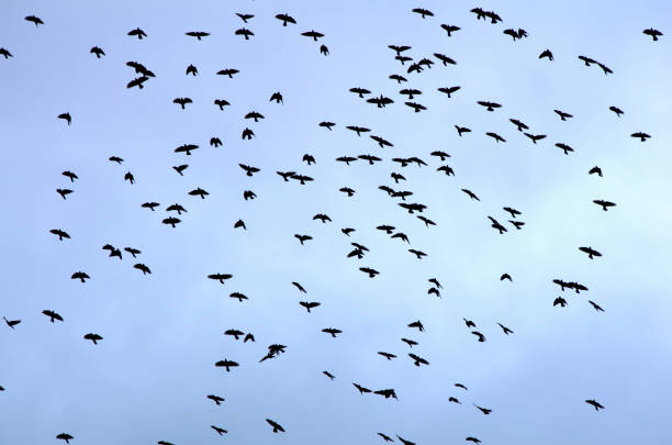 Lots of jackdaws flying above the trees