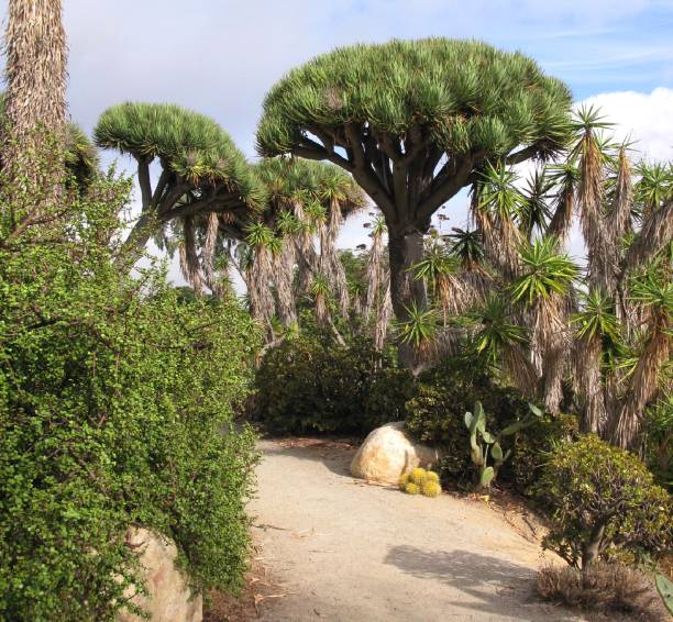 istock Cactus Garden, Balboa Park 2158451797