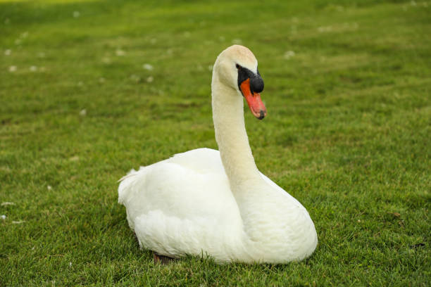White swan sits on green grass in a meadow in summer