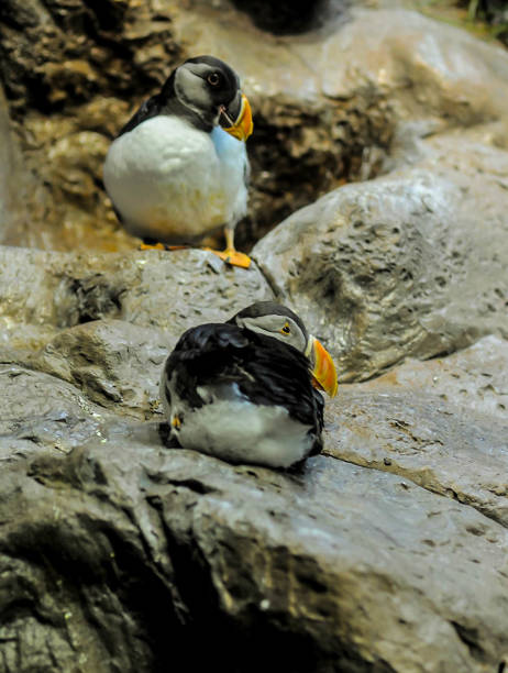 istock Two birds are sitting on a rock 2158453967