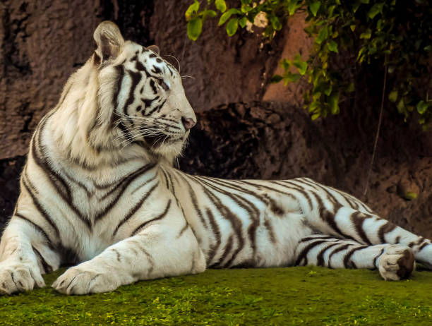 istock A white tiger is laying on the grass 2158453975