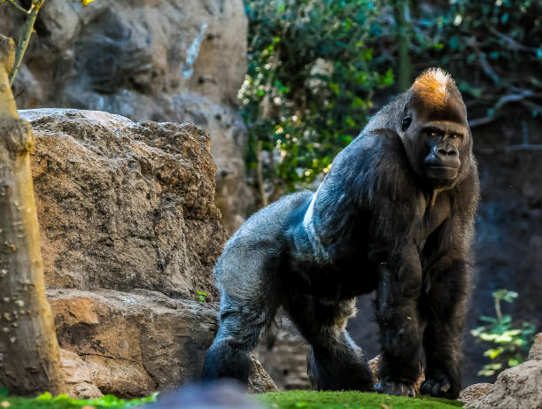 istock A large gorilla stands in front of a rock wall 2158453976