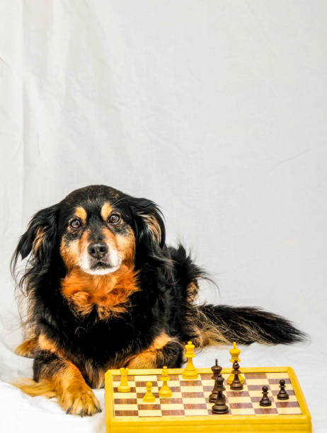 istock A dog is sitting in front of a chess board 2158453987