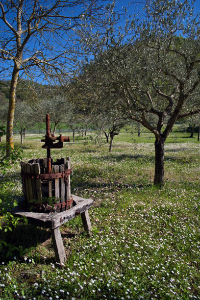 old press in a flowering field of daisies and olive trees
