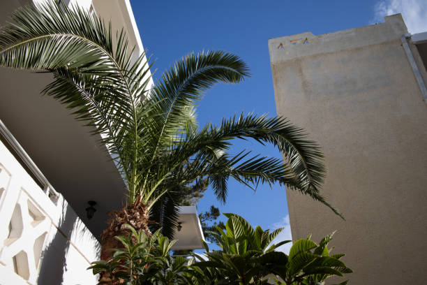 istock palm trees in the street on Greece 2158455878