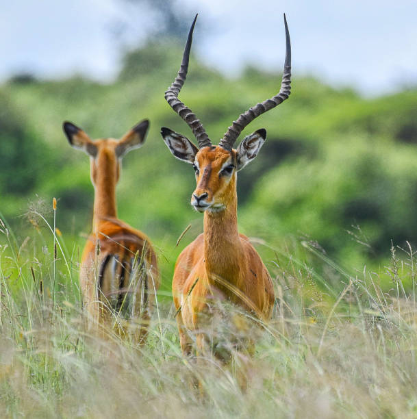 istock Nairobi National Park 2158458579