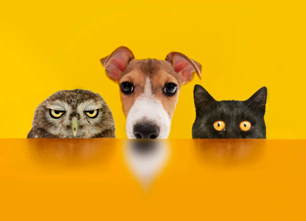 Owl, jack russel dog, black cat