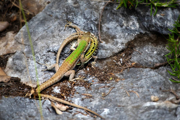 istock Mating habits of the Podarcis siculus, a Mediterranean lizard. 2158460207