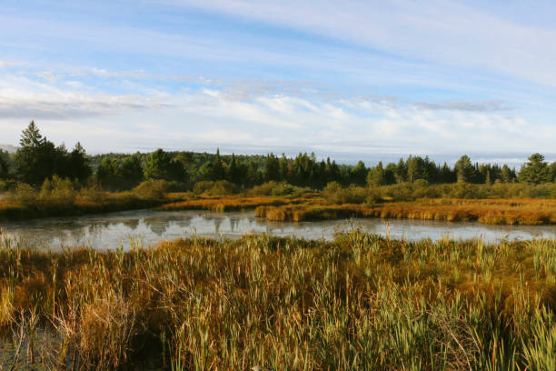 istock Wetland landscape under a clear blue sky in a morning 2158460735