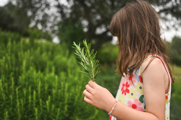 istock Child holding rosemary twig. 2158461965