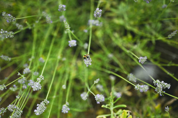 Close-up of bee pollinating