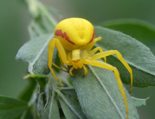 istock A predatory crab spider (Misumena vatia) is on the plant 2158464321