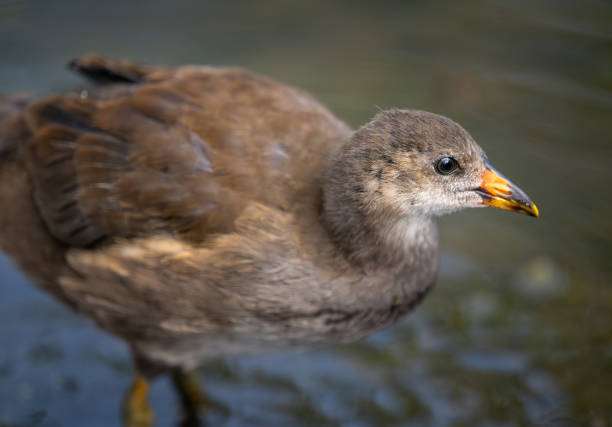 Juvenile moorhen walking in a pond, close up view. Common moorhen (Gallinula chloropus) in Kent, UK. This water bird is also known as a swamp chicken, marsh hen or waterhen.