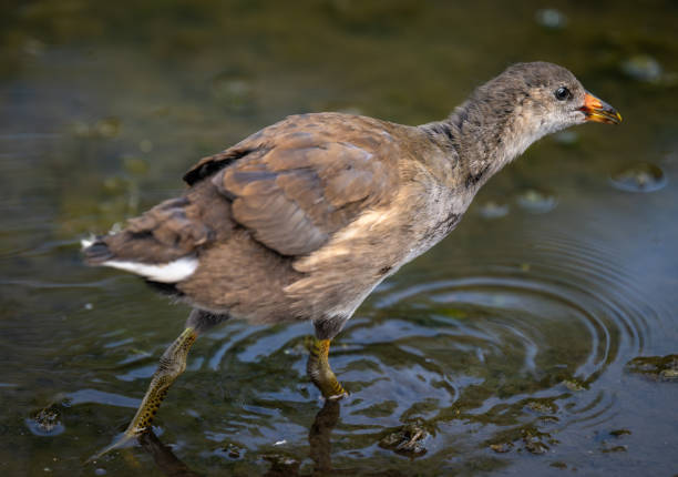 Juvenile moorhen walking in a pond. Common moorhen (Gallinula chloropus) in Kent, UK. This water bird is also known as a swamp chicken, marsh hen or waterhen.