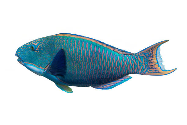 Bicolor Parrotfish - Cetoscarus bicolor  - isolated