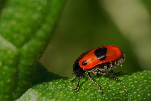 istock Macro shot with a red ant bag beetle on a leaf; Clytra Laeviuscula 2158467093