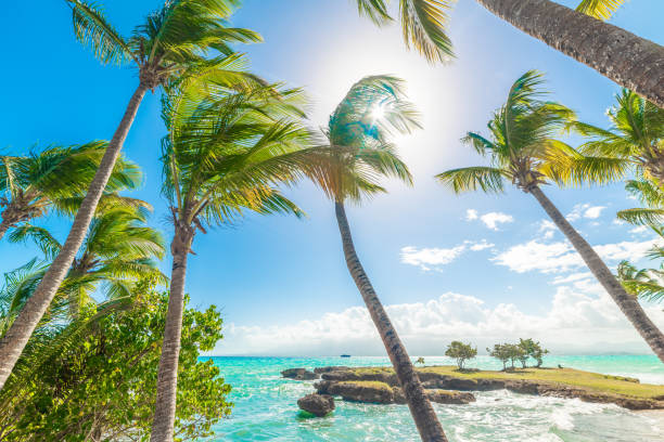 istock Sun shining over a tropical beach with palm trees and turquoise water 2158467787