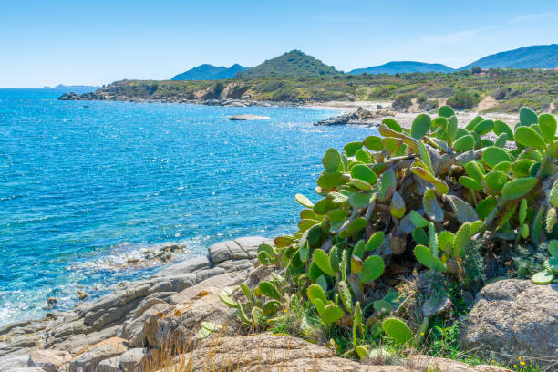 istock Prickly pears by the sea in Sardinia 2158470062