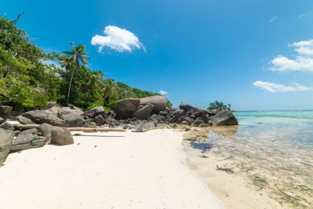istock White sand, rocks and palms in a tropical beach 2158470699