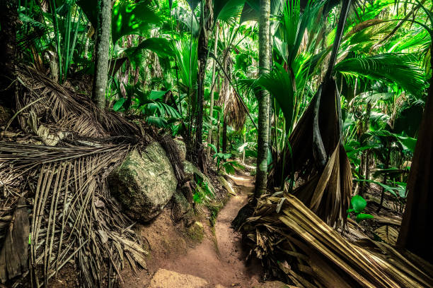 istock Dirt path in the jungle in Praslin island 2158470732