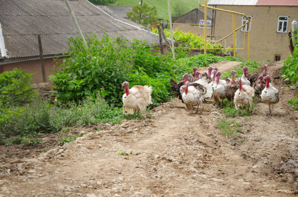 istock a herd of turkeys walking along the road 2158471015