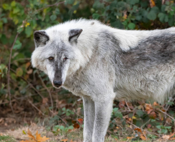 istock A portrait of a Canadian Timber wolf 2158471404