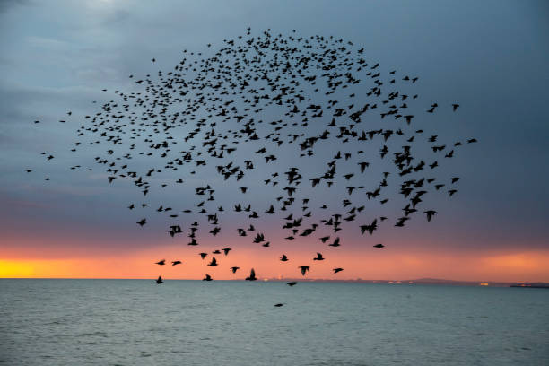 istock A flock of starlings mumrmurating through the sky over Brighton 2158471427
