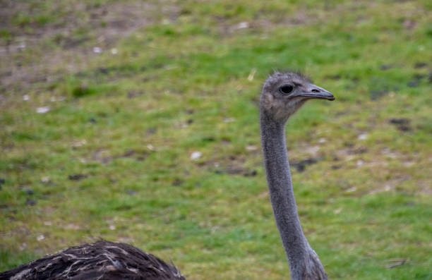 istock A portait of an Ostrich 2158471442