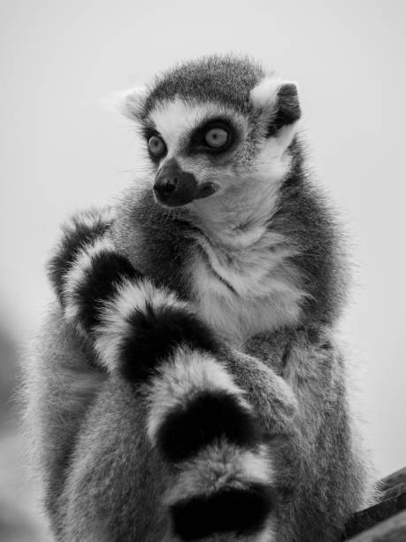 A portrait of a ring tailed lemur