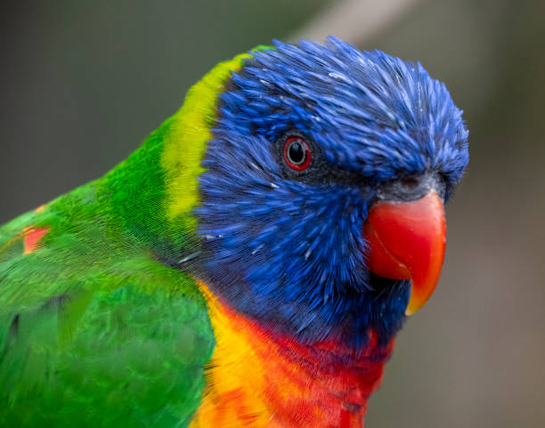istock A Close up portrait of a Rainbow Lorikeet 2158471491
