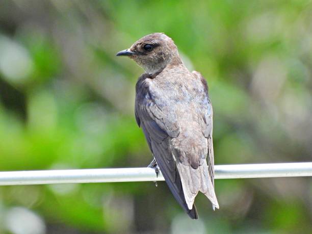 istock Purple Martin (Progne subis) - perched on a birdhouse rod 2158471568