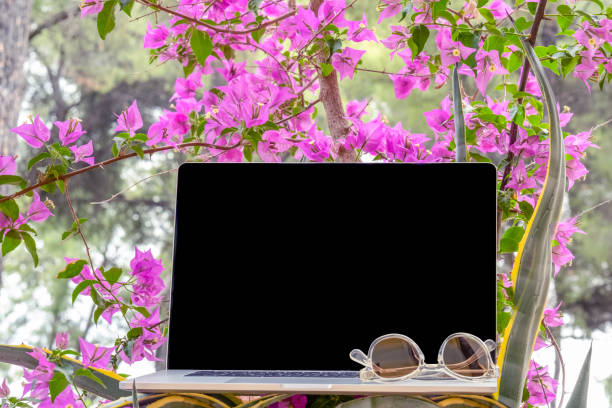 Laptop in cactuses with sunglasses  in a flowers