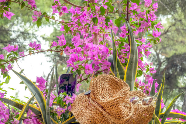 Mobile phone in cactuses with hat and sunglasses