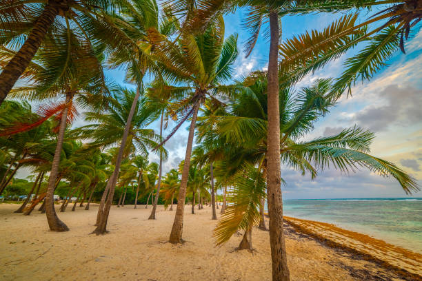 istock Palm trees by the sea in a tropical beach  at dusk 2158472474