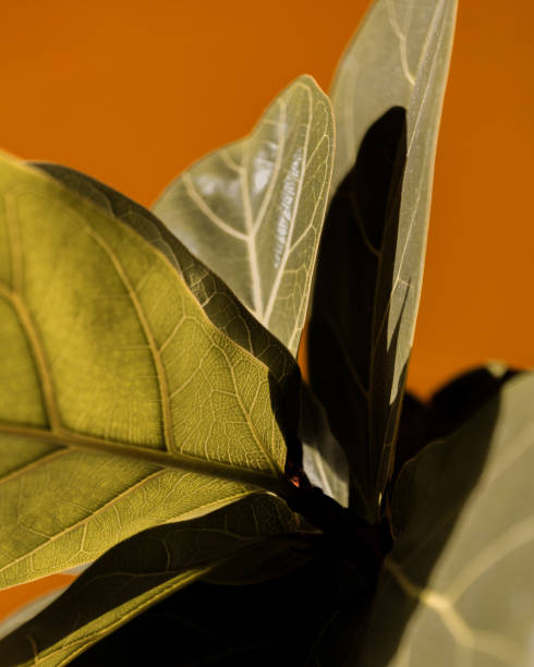 istock A Close Up Of A Green Black Leaf On An Orange Background 2158472672