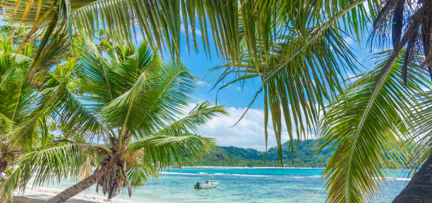 istock Palms and boat in a tropical beach on a sunny day 2158472836