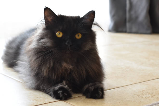 istock Black Persian cat looking at camera. Happy cat relaxing at home. 2158473910