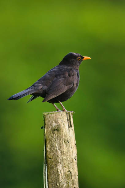 istock Male Blackbird standing on a post 2158476659