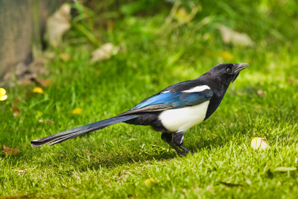 Magpie showing off its colorful feathers on a lawn.