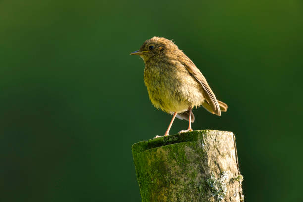 Robin bathing